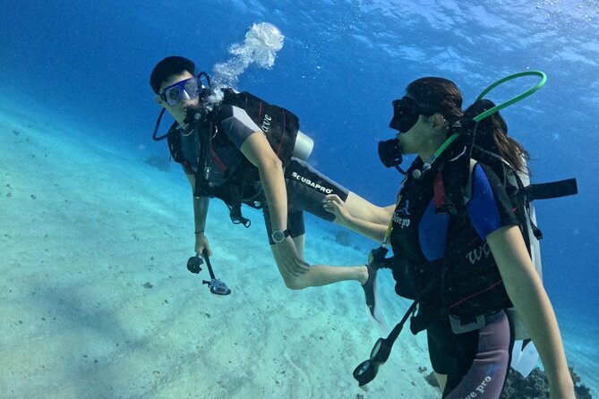 Guided Diving Experience for Padi OW in Red Sea and Sinai