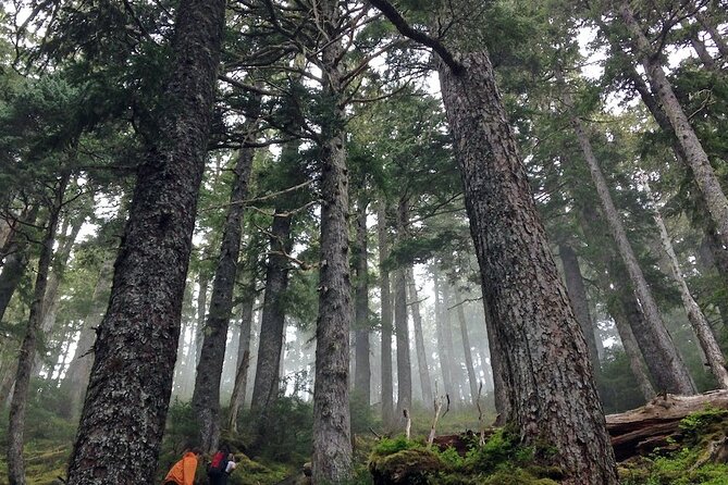 Guided Hike | TONGASS NATIONAL FOREST - Overview of the Guided Hike