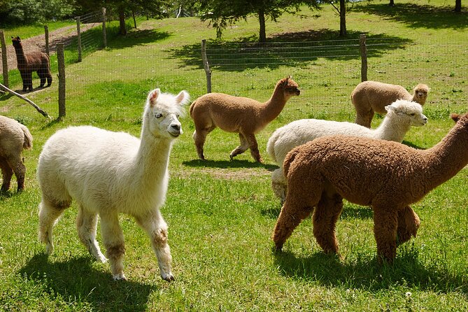 Guided Lilymoore Alpaca Farm Tour - About Lilymoore Alpaca Farm