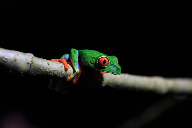 Guided Night Hike Arenal Mundo Aventura