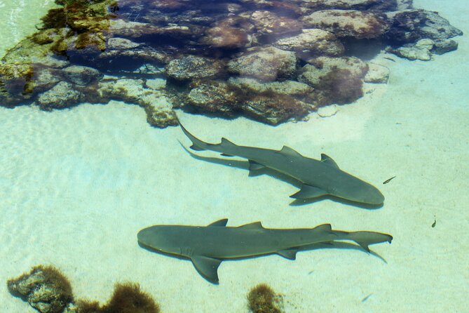 Guided Tour of Coral World Ocean Park & Happy Hour - Overview of the Experience
