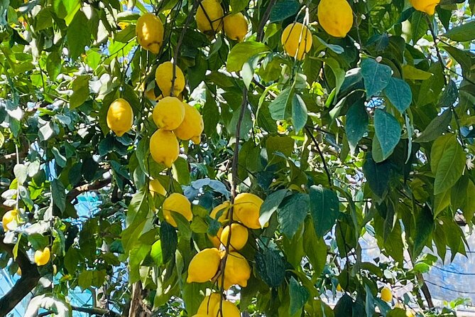 Guided Tour of the History and Tradition of the Sorrento Lemon - Tour Overview and Details