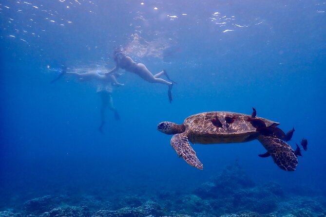 Guided Turtle Town Snorkeling Tour With Underwater Photos