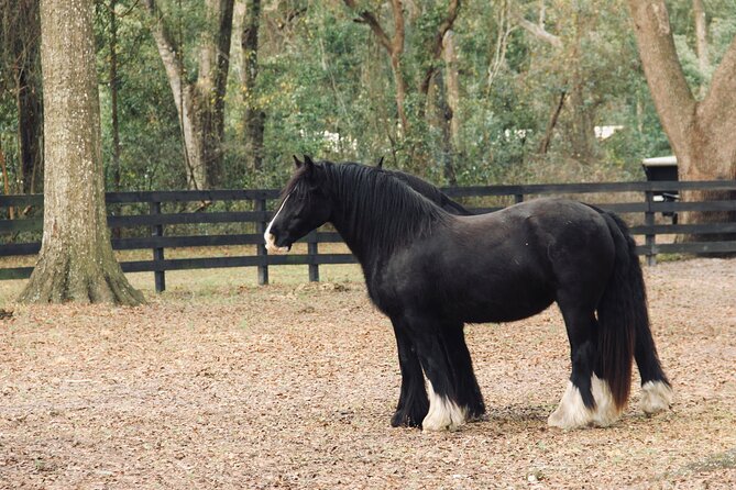 Gypsy Gold Horse Farm Walking Tour - Meeting Details