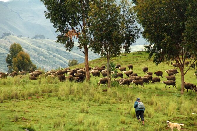 Half Day Acclimatization Hike With Llamas and Alpacas in Cusco