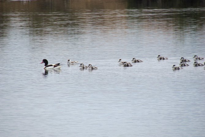 Half-Day Birdwatching Around Tavira