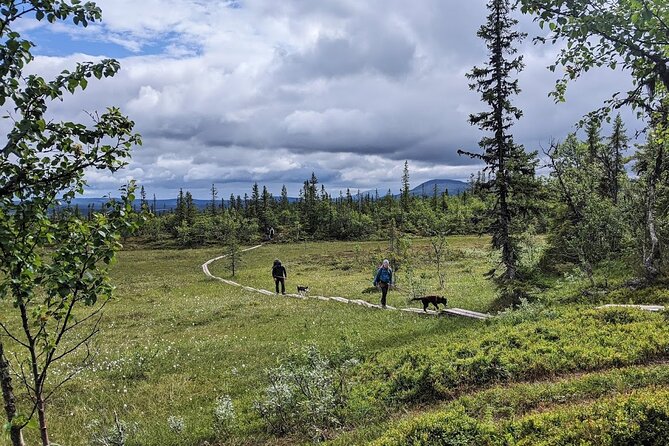Half Day Guided Walk With Huskies - What to Expect