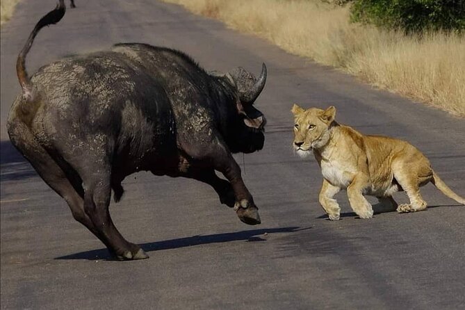 Half Day Kruger Open Vehicle Safari From Marloth Park