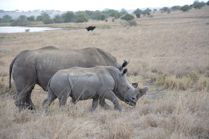 Half-Day Nairobi National Park and Maasai Market With Pick up - Tour Highlights