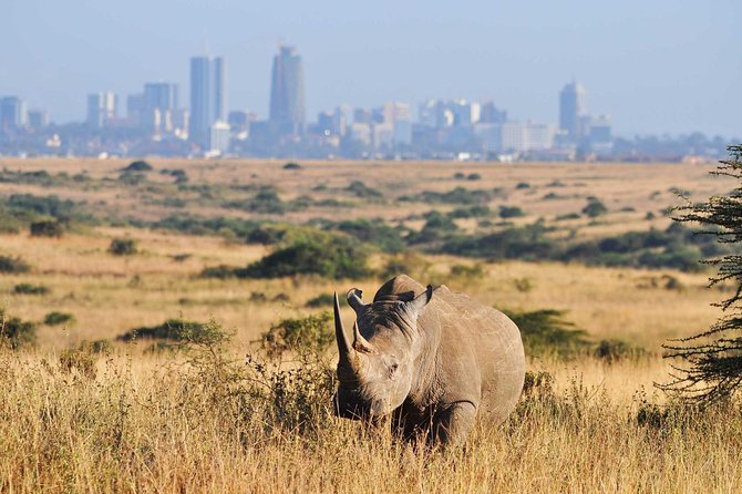 Half Day Nairobi National Park Tour