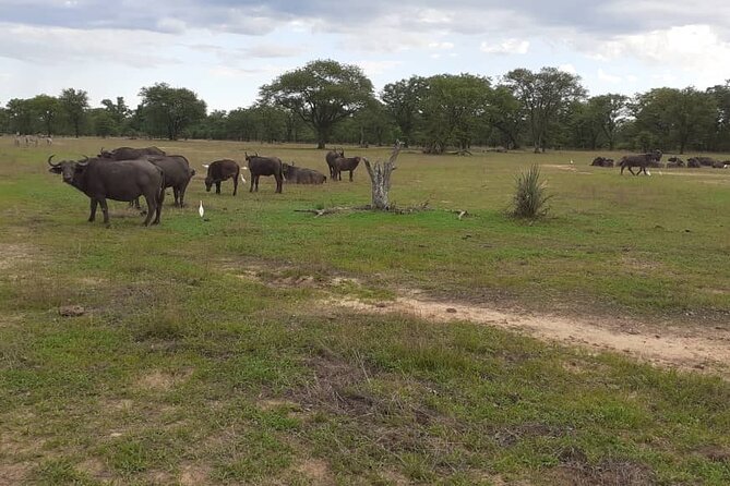 Half-Day Nature Walk in Mosi-Oa-Tunya National Park From Livingstone