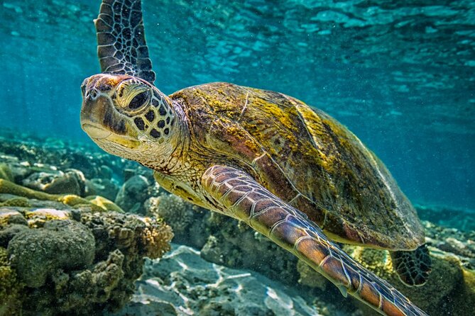 Half-Day Puerto Morelos Snorkeling Experience With Lunch - Overview of the Experience