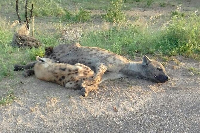 Half Day Safari Tour From Johannesburg