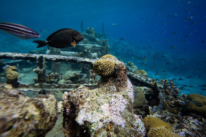 Half Day Snorkel Trip by Boat