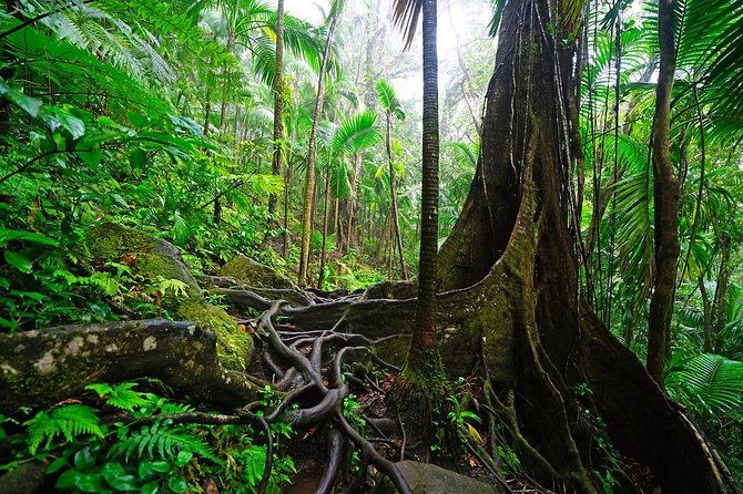 Half-Day St. Kitts Rainforest Hike