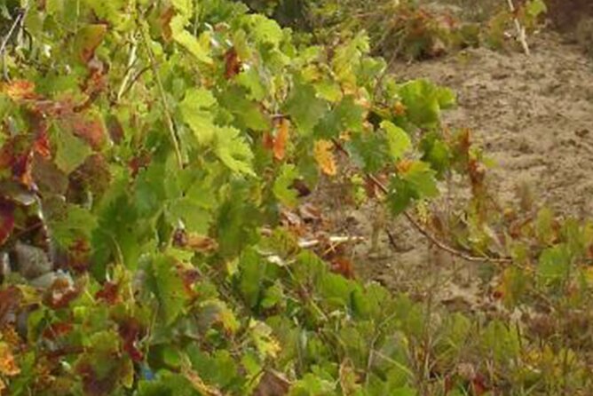 Half-Day Tour in Cascais / Sintra With Brunch and Wine Tasting