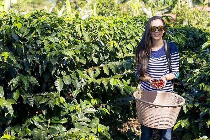Half- Day Trip to Doka Estate & Poas Volcano From San Jose - Itinerary Details