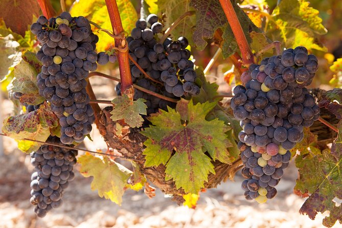 Half-Day Wine Tastings in the North Georgia Mountains - Overview and Experience
