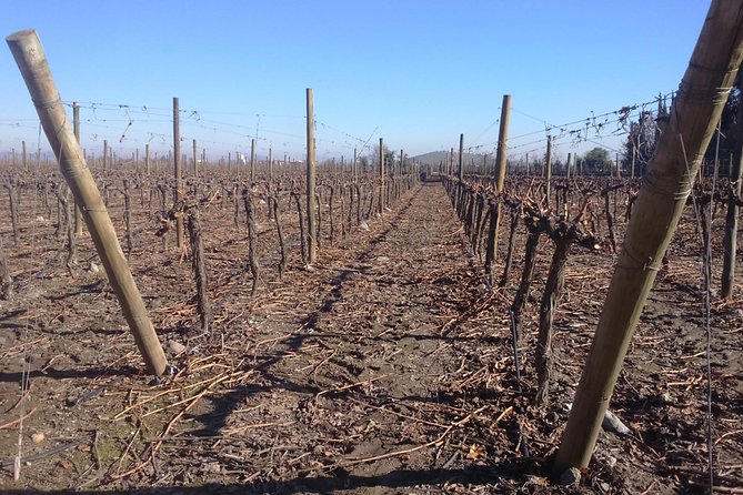 Half Day Wine Tour to Concha Y Toro From Santiago Seasonal Offer