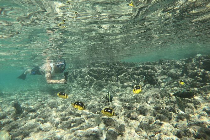 Hanauma Bay Guided Snorkeling Tour