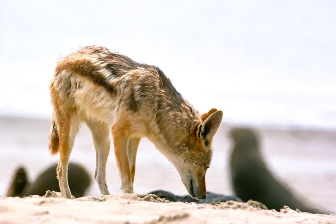 Highlights of Walvis Bay Guided 1/2 Day Tour (Shore Excursion)