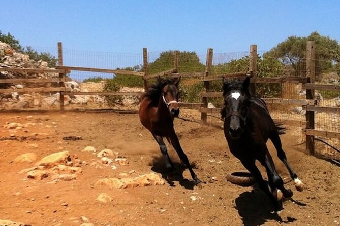 HORSE RIDING 1.5 Hours Mountains From Area Hersonissos CRETE