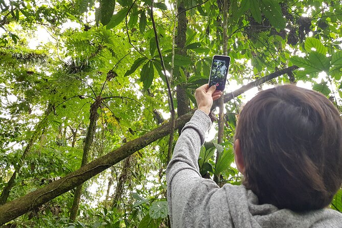 Howler Monkey Tour – Filandia Views And Gastronomy