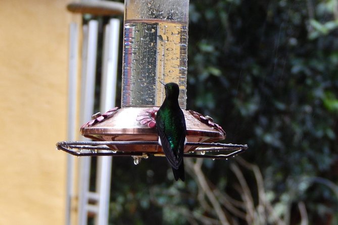 Hummingbird Watching Private Tour (4 Hrs.)
