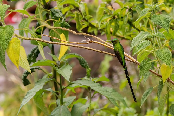 Hummingbirds of the Sacred Valley – Cusco