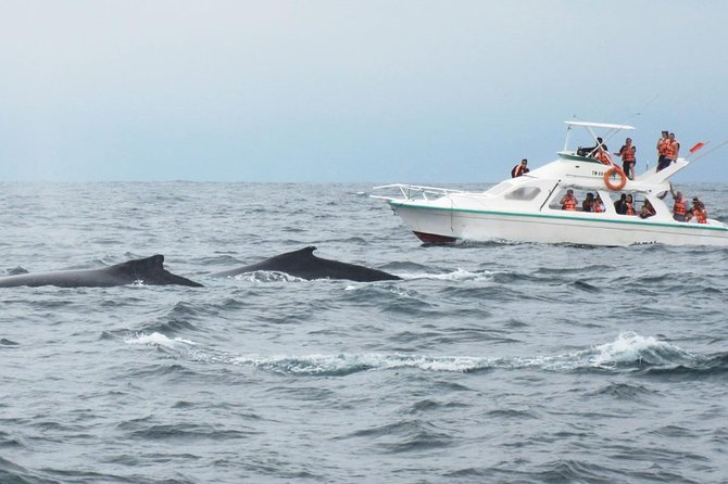 Humpback Whales Watching + Samana Eco-Tour - Pickup Arrangements