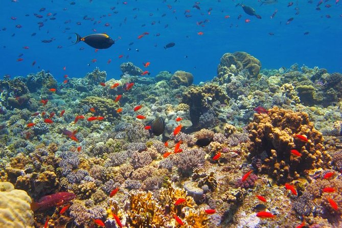 Hurghada Snorkelling