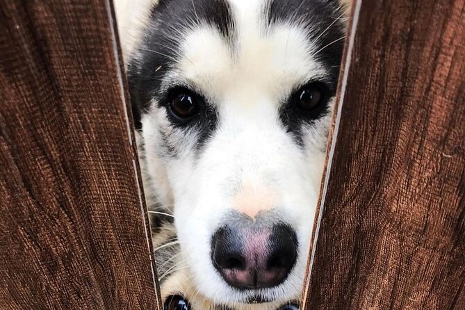 Husky Sledding Ride in Levi 5 KM
