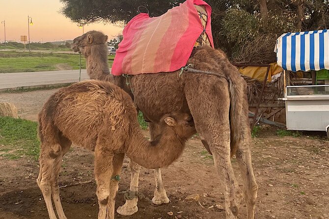 Inclusive Beach Camel Ride, Cap Spartel, Hercules & Full Dinner