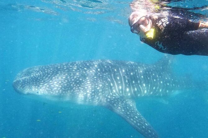 Intimate Eco-Friendly Whale Shark Encounter – Premium Service