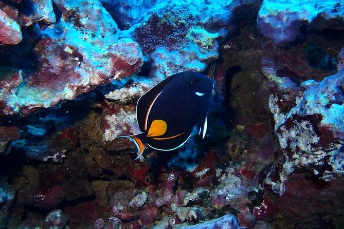 Introductory Beach Scuba Dive - Overview of the Scuba Dive
