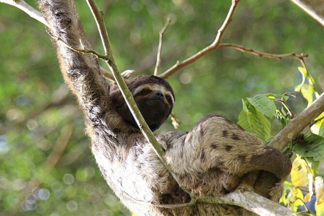 Iquitos Jungle Tour for 3 Days
