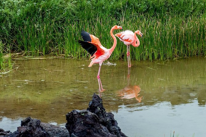 Isabela Island Explorer 2 Days -1 Night - Tour Overview