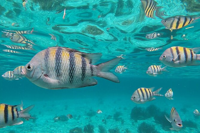 Isla Mujeres Snorkeling Adventure at the Underwater Museum - Guest Experiences