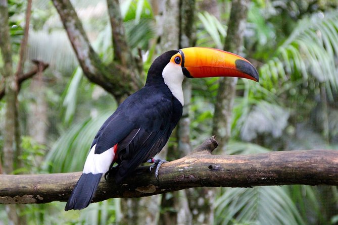 Jungle Fly: Adventure at the Jungle in Iguazu