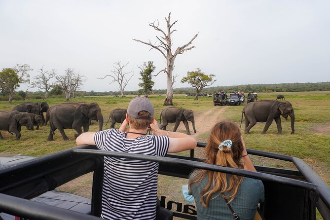 Kaudulla National Park Elephant Safari With Hotel Pickup