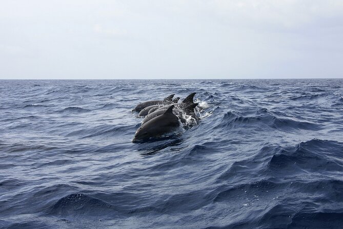 Key West: Dolphin Watching Cruise & Snorkeling Unlimited Beer & Soda - Tour Overview