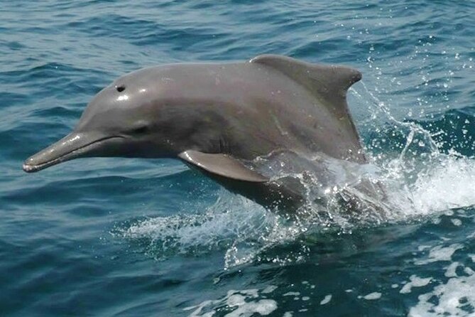 Khasab Musandam Half Day Dhow Cruise and Snorkeling Trip