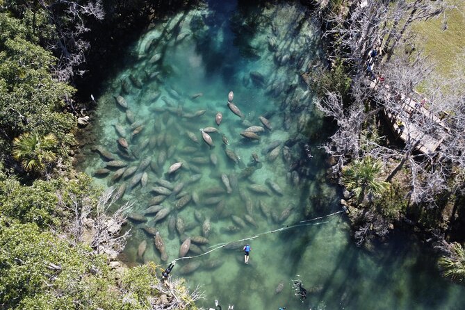 Kings Bay Manatee Watching Cruise