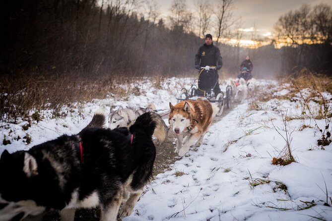 Kraków Full Dog Sled Ride