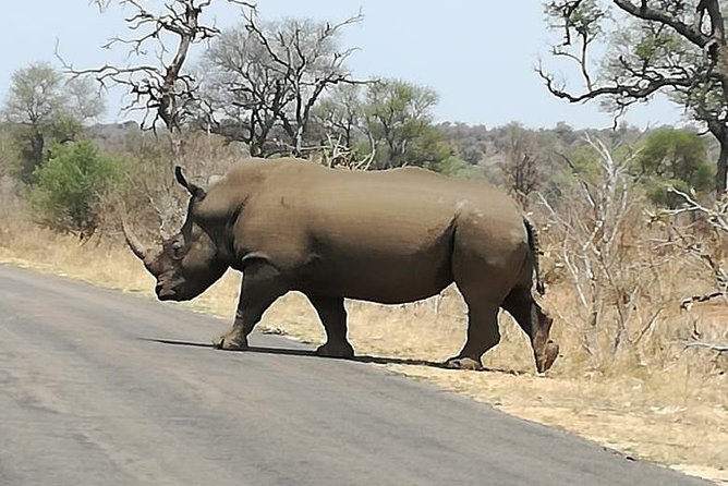 Kruger National Park. 3 Days Best Ever Safari From Cape Town - Overview of the Safari Experience