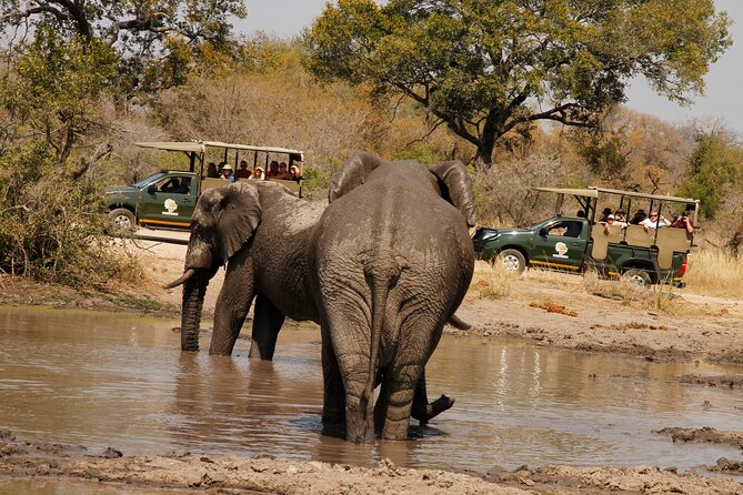 Kruger National Park Afternoon Private Safari