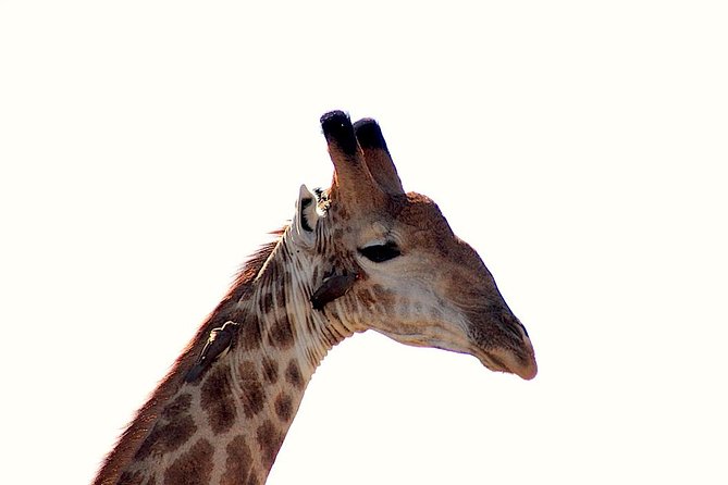 Kruger National Park Full Day Safari Tour - Tour Overview
