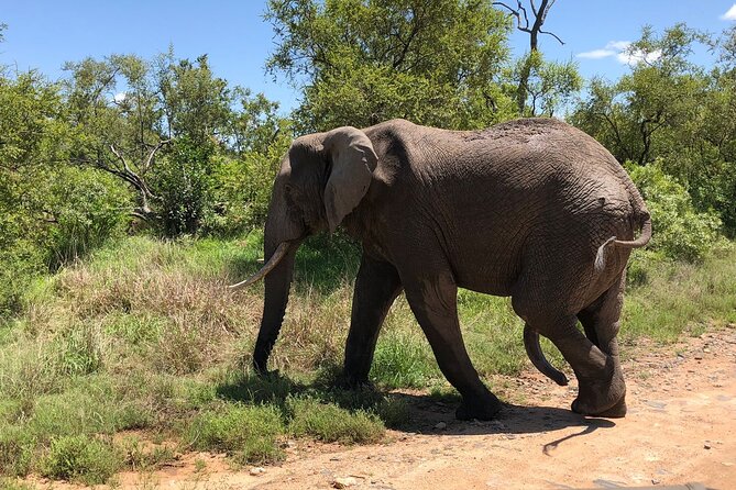 Kruger National Park Full-Day Tour