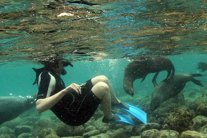 La Jolla Cove and Cave Snorkel Tour
