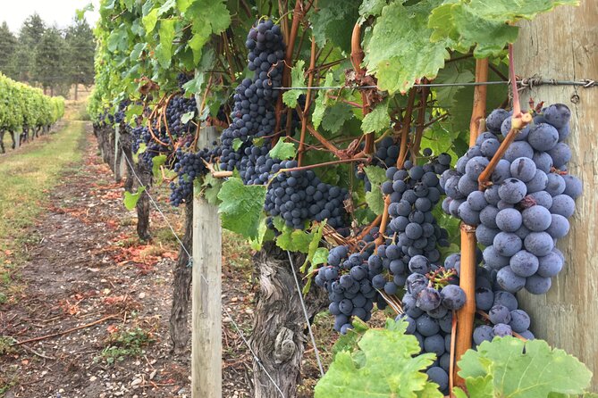 Lake Country Wine Tour